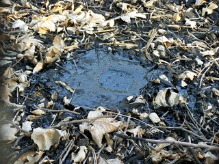 Filename=100_3749.JPG
Filesize=2348KiB
Dimensions=2832x2128
Date added=Sep 22, 2019 100_3749.JPG