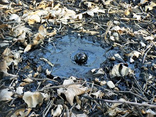 Filename=100_3750.JPG
Filesize=2306KiB
Dimensions=2832x2128
Date added=Sep 22, 2019 100_3750.JPG