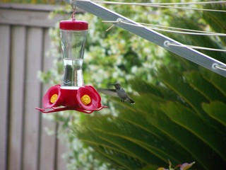 Filename=100_3812.JPG
Filesize=1617KiB
Dimensions=2832x2128
Date added=Sep 22, 2019 100_3812.JPG