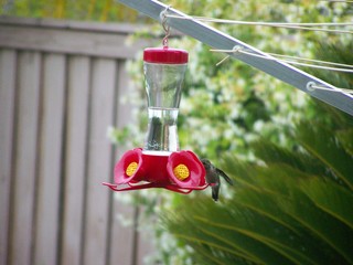 Filename=100_3813.JPG
Filesize=1511KiB
Dimensions=2832x2128
Date added=Sep 22, 2019 100_3813.JPG