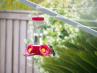 Filename=100_3814.JPG
Filesize=1333KiB
Dimensions=2832x2128
Date added=Sep 22, 2019 100_3814.JPG