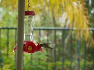 Filename=100_3815.JPG
Filesize=1526KiB
Dimensions=2832x2128
Date added=Sep 22, 2019 100_3815.JPG