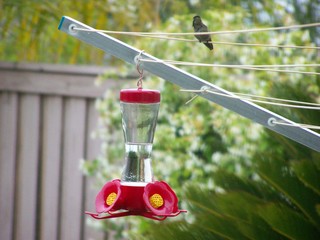 Filename=100_3818.JPG
Filesize=1488KiB
Dimensions=2832x2128
Date added=Sep 22, 2019 100_3818.JPG