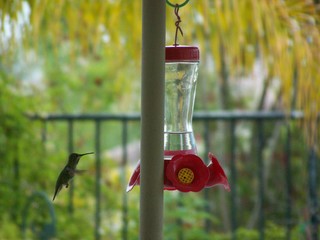 Filename=100_3821.JPG
Filesize=1546KiB
Dimensions=2832x2128
Date added=Sep 22, 2019 100_3821.JPG