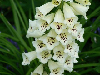 Filename=100_4107.JPG
Filesize=1542KiB
Dimensions=2832x2128
Date added=Sep 22, 2019 100_4107.JPG