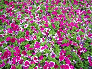 Filename=100_4139.JPG
Filesize=2507KiB
Dimensions=2832x2128
Date added=Sep 22, 2019 100_4139.JPG