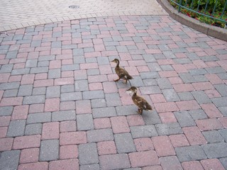 Filename=100_4157.JPG
Filesize=1781KiB
Dimensions=2832x2128
Date added=Sep 22, 2019 100_4157.JPG