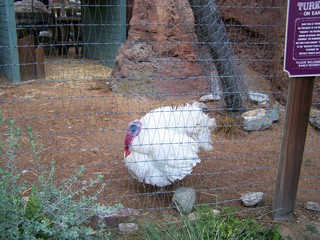 Filename=100_4172.JPG
Filesize=2241KiB
Dimensions=2832x2128
Date added=Sep 22, 2019 100_4172.JPG