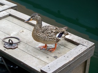 Filename=100_4188.JPG
Filesize=1366KiB
Dimensions=2832x2128
Date added=Sep 22, 2019 100_4188.JPG