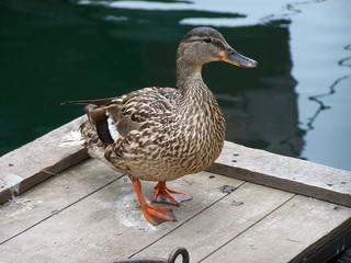 Filename=100_4189.JPG
Filesize=1291KiB
Dimensions=2832x2128
Date added=Sep 22, 2019 100_4189.JPG