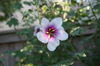 Filename=Jason_May07_018.jpg
Filesize=3186KiB
Dimensions=3888x2592
Date added=Sep 22, 2019 Jason_May07_018.jpg