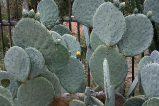 Filename=Jason_May07_259.jpg
Filesize=3941KiB
Dimensions=3888x2592
Date added=Sep 22, 2019 Jason_May07_259.jpg