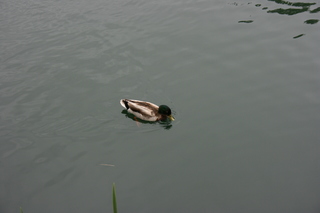 Filename=Jason_May07_264.jpg
Filesize=3016KiB
Dimensions=3888x2592
Date added=Sep 22, 2019 Jason_May07_264.jpg