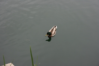 Filename=Jason_May07_265.jpg
Filesize=2988KiB
Dimensions=3888x2592
Date added=Sep 22, 2019 Jason_May07_265.jpg