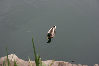 Filename=Jason_May07_266.jpg
Filesize=3129KiB
Dimensions=3888x2592
Date added=Sep 22, 2019 Jason_May07_266.jpg