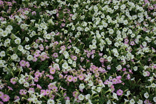 Filename=Jason_May07_270.jpg
Filesize=4985KiB
Dimensions=3888x2592
Date added=Sep 22, 2019 Jason_May07_270.jpg