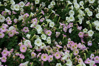 Filename=Jason_May07_271.jpg
Filesize=4131KiB
Dimensions=3888x2592
Date added=Sep 22, 2019 Jason_May07_271.jpg