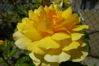 Filename=P1010557.JPG
Filesize=4891KiB
Dimensions=4320x2880
Date added=Sep 23, 2019 P1010557.JPG