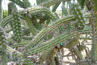 Filename=P1010562.JPG
Filesize=5082KiB
Dimensions=4320x2880
Date added=Sep 23, 2019 P1010562.JPG