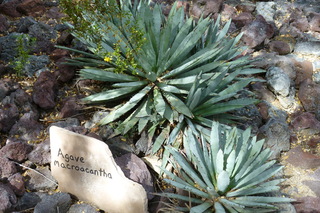 Filename=P1010568.JPG
Filesize=4849KiB
Dimensions=4320x2880
Date added=Sep 23, 2019 P1010568.JPG