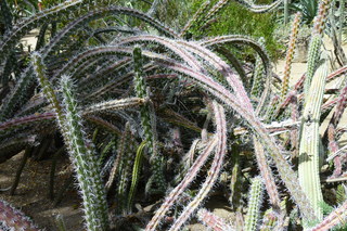 Filename=P1010572.JPG
Filesize=5144KiB
Dimensions=4320x2880
Date added=Sep 23, 2019 P1010572.JPG