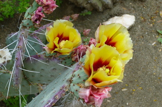 Filename=P1010573.JPG
Filesize=5185KiB
Dimensions=4320x2880
Date added=Sep 23, 2019 P1010573.JPG