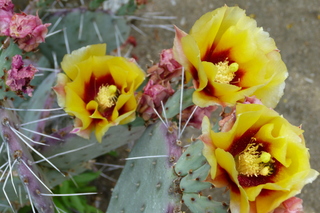 Filename=P1010574.JPG
Filesize=4972KiB
Dimensions=4320x2880
Date added=Sep 23, 2019 P1010574.JPG