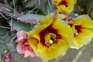 Filename=P1010576.JPG
Filesize=4760KiB
Dimensions=4320x2880
Date added=Sep 23, 2019 P1010576.JPG