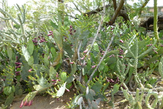 Filename=P1010578.JPG
Filesize=5013KiB
Dimensions=4320x2880
Date added=Sep 23, 2019 P1010578.JPG