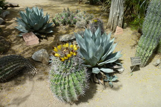 Filename=P1010579.JPG
Filesize=4844KiB
Dimensions=4320x2880
Date added=Sep 23, 2019 P1010579.JPG