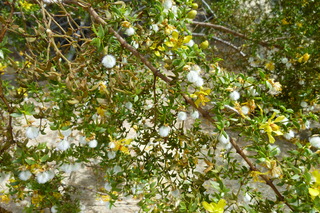 Filename=P1010588.JPG
Filesize=5018KiB
Dimensions=4320x2880
Date added=Sep 23, 2019 P1010588.JPG