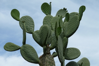 Filename=P1010598.JPG
Filesize=4977KiB
Dimensions=4320x2880
Date added=Sep 23, 2019 P1010598.JPG