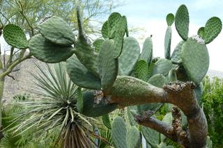 Filename=P1010599.JPG
Filesize=5407KiB
Dimensions=4320x2880
Date added=Sep 23, 2019 P1010599.JPG