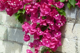 Filename=P1010600.JPG
Filesize=5397KiB
Dimensions=4320x2880
Date added=Sep 23, 2019 P1010600.JPG