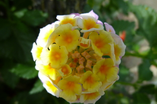 Filename=P1010602.JPG
Filesize=4968KiB
Dimensions=4320x2880
Date added=Sep 23, 2019 P1010602.JPG