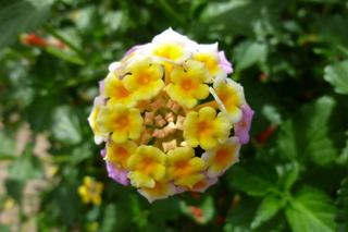 Filename=P1010603.JPG
Filesize=5014KiB
Dimensions=4320x2880
Date added=Sep 23, 2019 P1010603.JPG