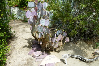 Filename=P1010604.JPG
Filesize=5218KiB
Dimensions=4320x2880
Date added=Sep 23, 2019 P1010604.JPG