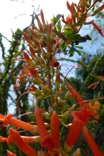 Filename=P1010606.JPG
Filesize=5038KiB
Dimensions=2880x4320
Date added=Sep 23, 2019 P1010606.JPG