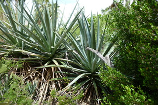 Filename=P1010607.JPG
Filesize=5108KiB
Dimensions=4320x2880
Date added=Sep 23, 2019 P1010607.JPG