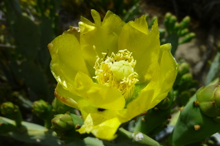 Filename=P1010610.JPG
Filesize=5049KiB
Dimensions=4320x2880
Date added=Sep 23, 2019 P1010610.JPG