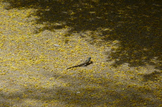 Filename=P1010616.JPG
Filesize=5025KiB
Dimensions=4320x2880
Date added=Sep 23, 2019 P1010616.JPG