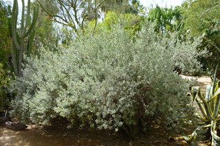 Filename=P1010618.JPG
Filesize=5117KiB
Dimensions=4320x2880
Date added=Sep 23, 2019 P1010618.JPG