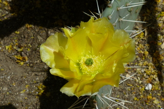 Filename=P1010619.JPG
Filesize=5133KiB
Dimensions=4320x2880
Date added=Sep 23, 2019 P1010619.JPG