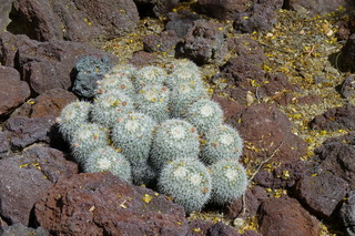 Filename=P1010622.JPG
Filesize=5275KiB
Dimensions=4320x2880
Date added=Sep 23, 2019 P1010622.JPG