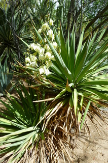 Filename=P1010632.JPG
Filesize=4335KiB
Dimensions=2880x4320
Date added=Sep 23, 2019 P1010632.JPG