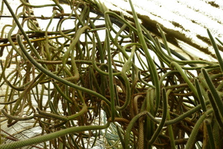 Filename=P1010646.JPG
Filesize=5387KiB
Dimensions=4320x2880
Date added=Sep 23, 2019 P1010646.JPG