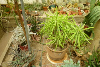 Filename=P1010647.JPG
Filesize=5499KiB
Dimensions=4320x2880
Date added=Sep 23, 2019 P1010647.JPG