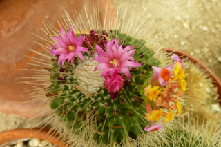 Filename=P1010650.JPG
Filesize=5028KiB
Dimensions=4320x2880
Date added=Sep 23, 2019 P1010650.JPG