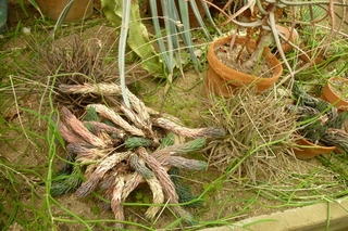 Filename=P1010660.JPG
Filesize=5204KiB
Dimensions=4320x2880
Date added=Sep 23, 2019 P1010660.JPG