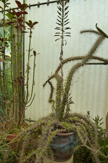 Filename=P1010666.JPG
Filesize=4714KiB
Dimensions=2880x4320
Date added=Sep 23, 2019 P1010666.JPG